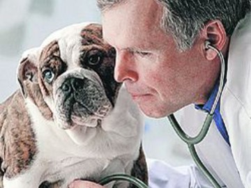 Иск к ветеринару за смерть собаки